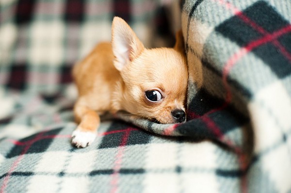 A chihuahua on a blanket